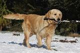 GOLDEN RETRIEVER 795
